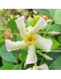Trachelospermum asiaticum  Majus (12lt)