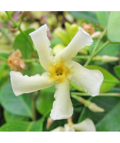 Trachelospermum asiaticum  Majus (2lt)