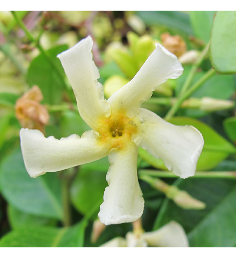 Trachelospermum asiaticum  Majus (12lt)