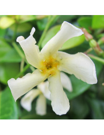 Trachelospermum asiaticum  Majus (12lt)