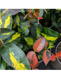 Trachelospermum asiaticum Star Wars (3lt)