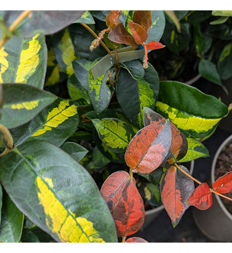 Trachelospermum asiaticum Star Wars (3lt)