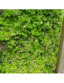 Trachelospermum asiaticum Golden Memories (2lt)