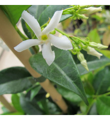 Trachelospermum jasminoides (2lt)