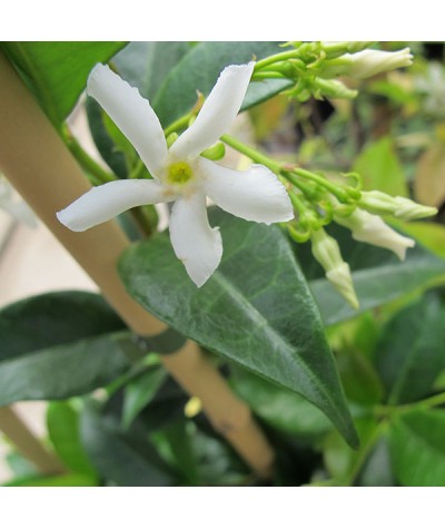 Trachelospermum jasminoides (2lt)