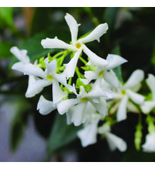 Trachelospermum jasminoides (2lt) Trachelospermum jasminoides (2lt)