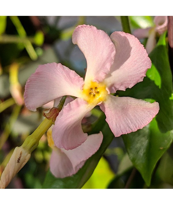 Trachelospermum asiaticum 'Pink Showers' (2lt)