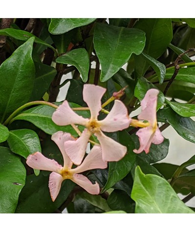 Trachelospermum asiaticum 'Pink Showers' (2lt)