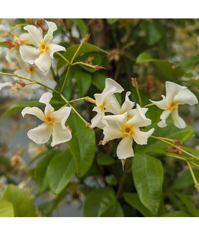 Trachelospermum jasminoides Star of Toscana  (2lt)