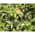 Trachelospermum jasminoides Variegatum (3lt)