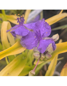 Tradescantia x andersoniana Blue and Gold (1lt)