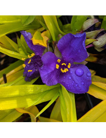 Tradescantia x andersoniana Blue and Gold (1lt) Tradescantia x andersoniana Blue and Gold (1lt)