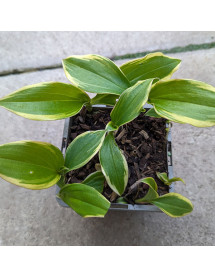 Tricyrtis formosana Autumn Glow (1lt)