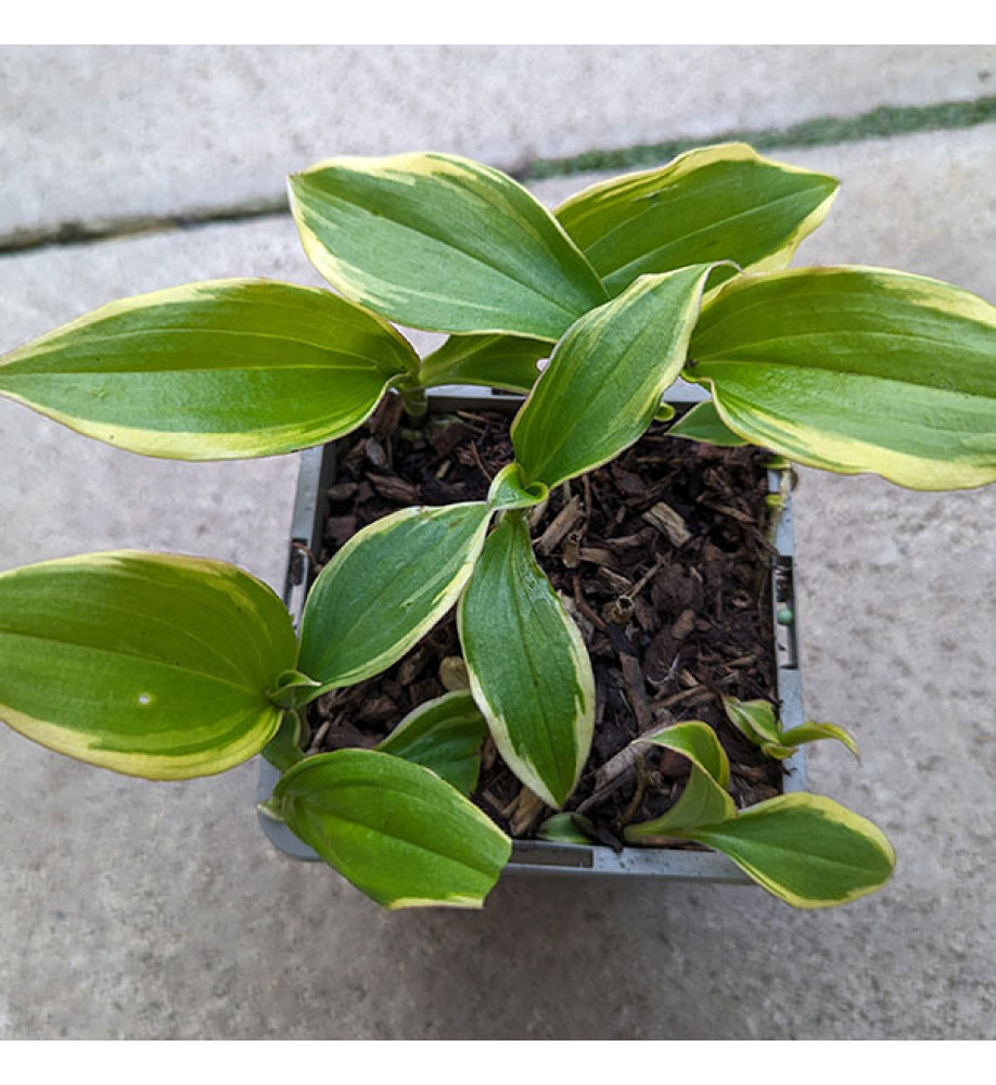 Tricyrtis formosana Autumn Glow (1lt)