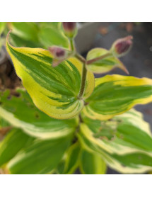 Tricyrtis formosana Autumn Glow (1lt)