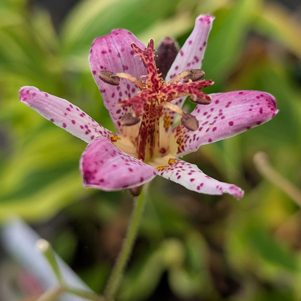 Tricyrtis formosana Autumn Glow (1lt)
