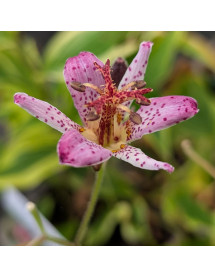 Tricyrtis formosana Autumn Glow (1lt)