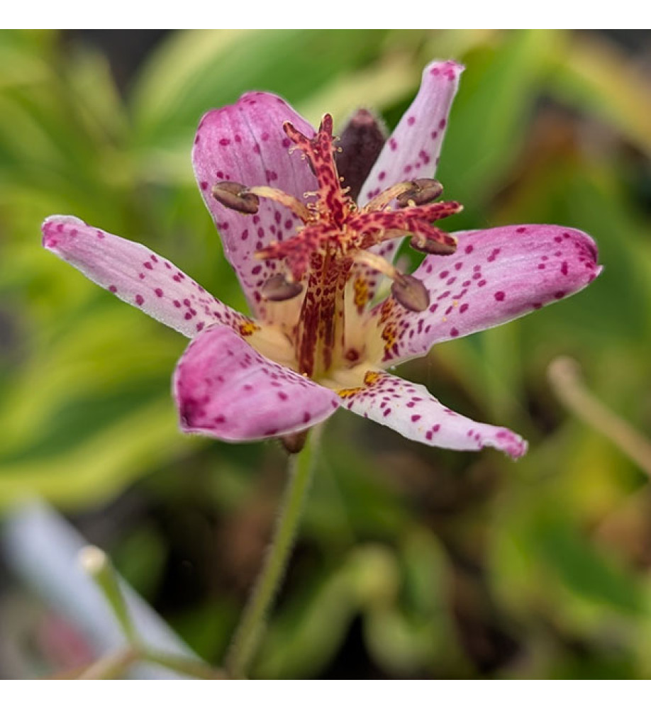 Tricyrtis formosana Autumn Glow (1lt)