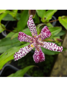 Tricyrtis formosana Empress (1lt)