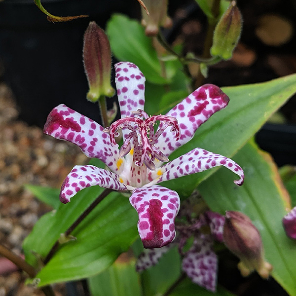 Tricyrtis formosana Empress (1lt)