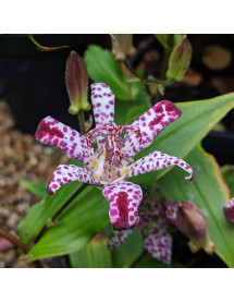 Tricyrtis formosana Empress (1lt)