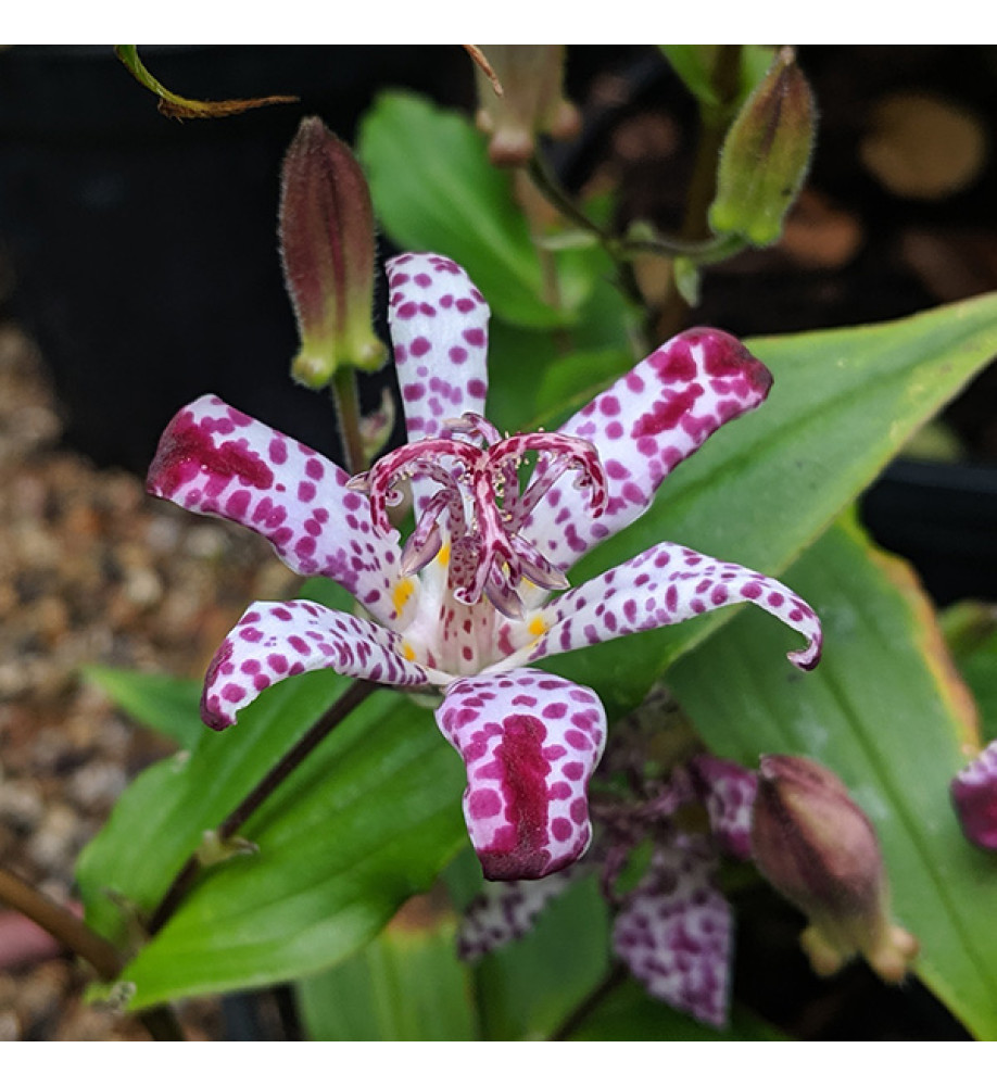 Tricyrtis formosana Empress (1lt)