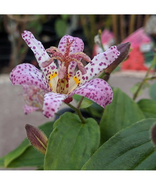 Tricyrtis formosana Pink Freckles (1lt)