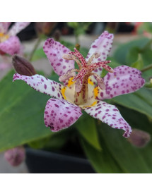 Tricyrtis formosana Pink Freckles (1lt)