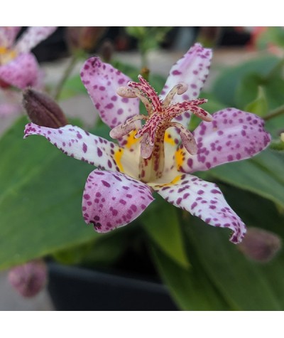 Tricyrtis formosana Pink Freckles (1lt)