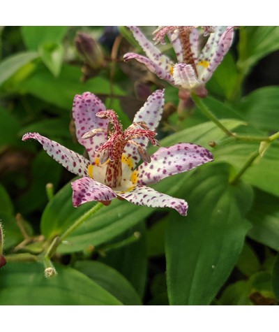 Tricyrtis formosana Pink Freckles (1lt)