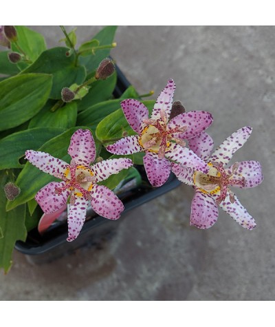 Tricyrtis formosana Pink Freckles (1lt)