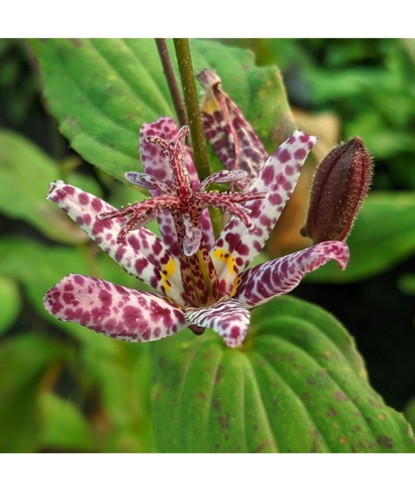 Tricyrtis formosana stolonifera group (1lt)