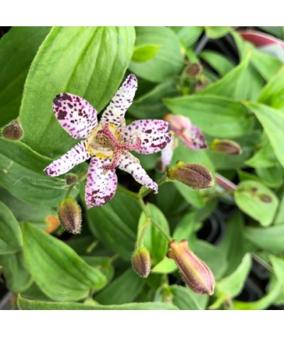 Tricyrtis formosana Pink Freckles (1lt)