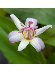 Tricyrtis Tojen (1lt)