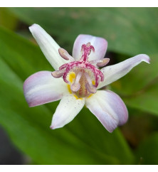 Tricyrtis Tojen (1lt)