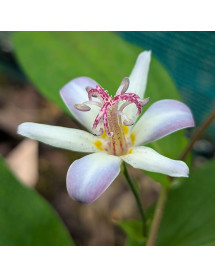 Tricyrtis Tojen (1lt)