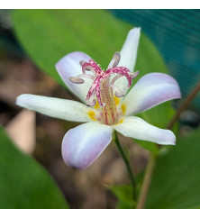 Tricyrtis Tojen (1lt)