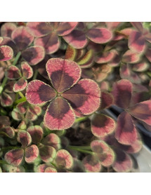 Trifolium Chocolate (Angel Clover Series) (0.8lt)