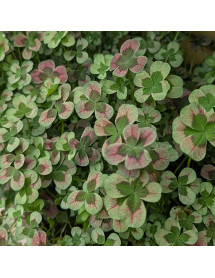 Trifolium Chocolate (Angel Clover Series) (0.8lt) Trifolium Chocolate (Angel Clover Series) (0.8lt)