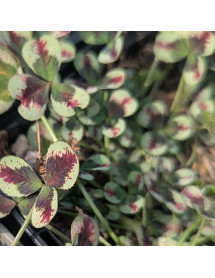 Trifolium repens Dragons Blood (0.8lt)