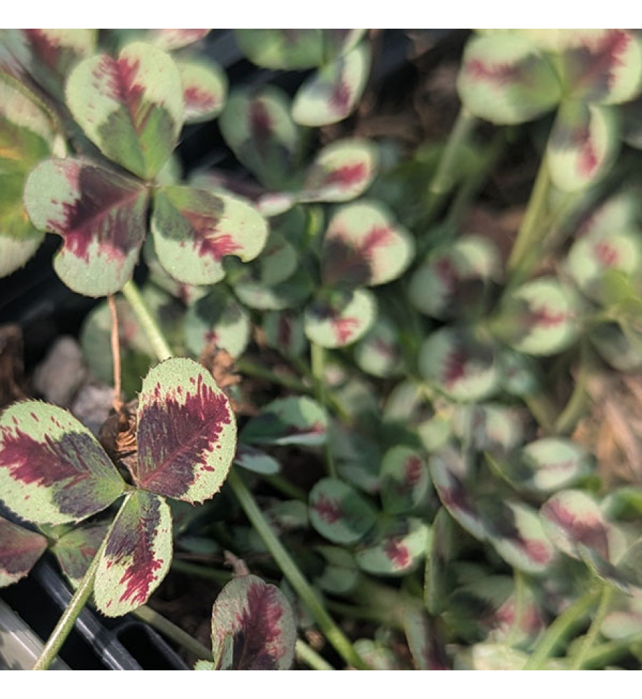 Trifolium repens Dragons Blood (0.8lt)