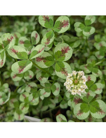 Trifolium repens Dragons Blood (0.8lt) Trifolium repens Dragons Blood (0.8lt)