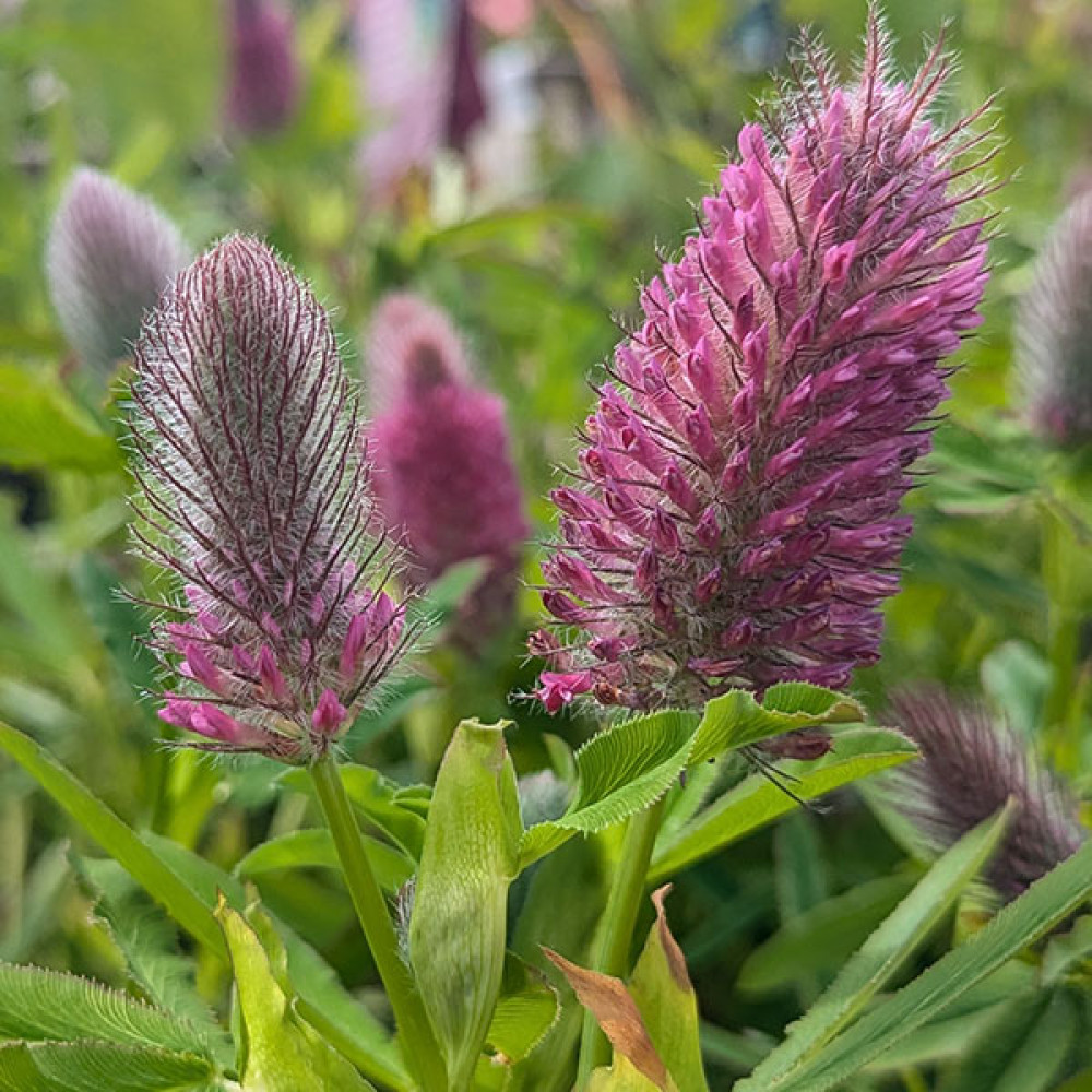 Trifolium rubens (1lt)