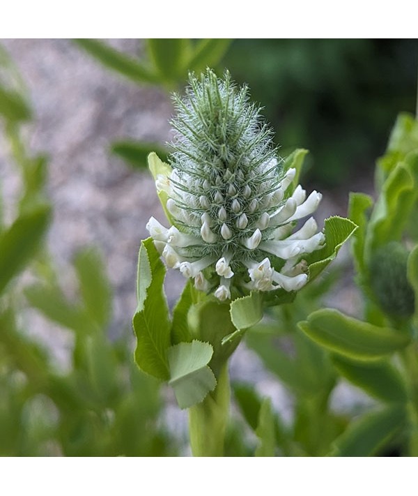 Trifolium rubens Album (1.5lt)