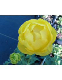Trollius europaeus Lemon Supreme (1lt)