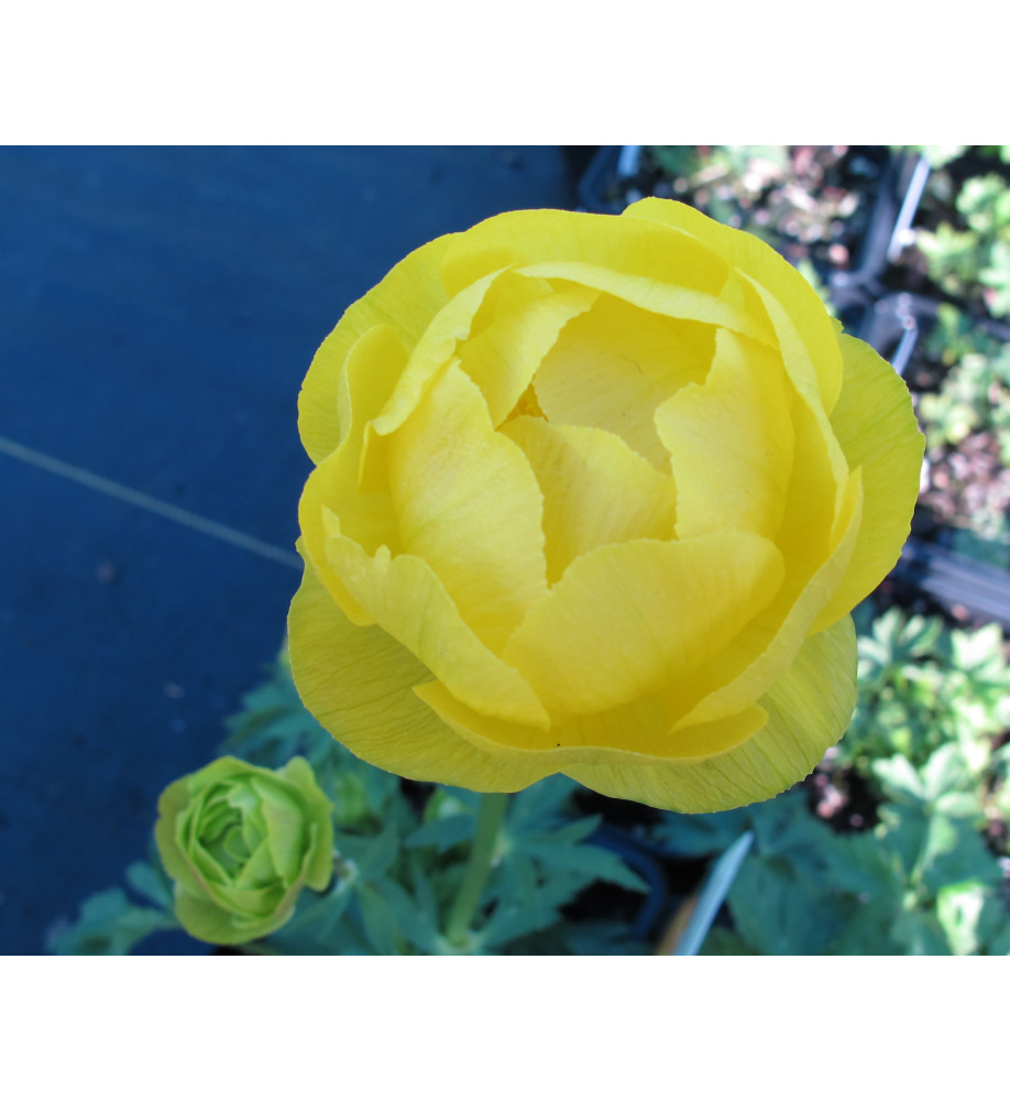 Trollius europaeus Lemon Supreme (1lt)