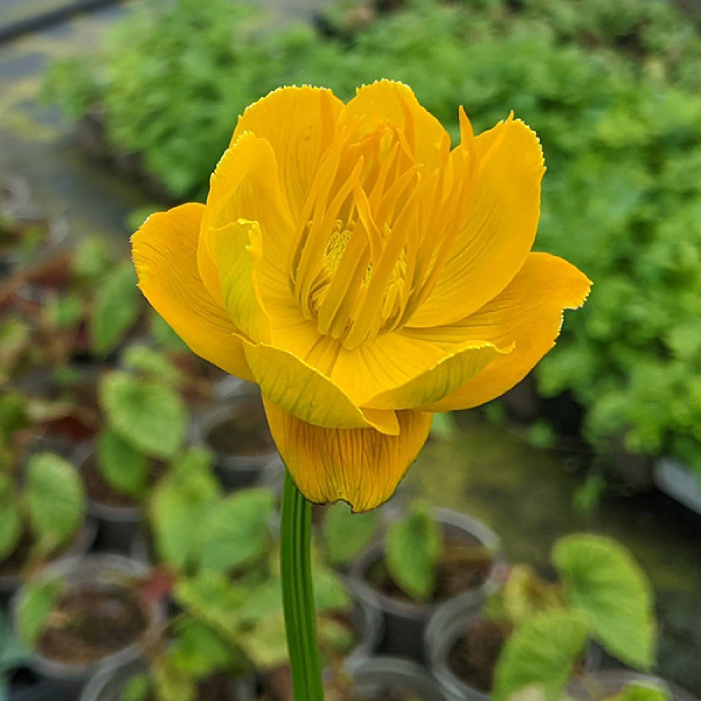 Trollius chinensis Golden Queen (0.8lt) Trollius chinensis Golden Queen (0.8lt)