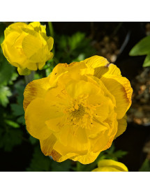 Trollius europaeus Lemon Supreme (1lt)