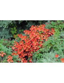 Tropaeolum speciosum (3lt)
