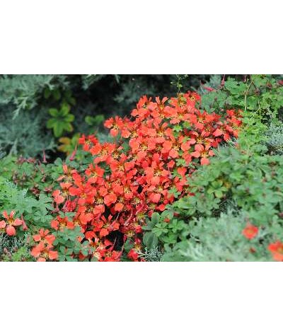 Tropaeolum speciosum (3lt)